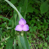 Spiderwort