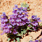 Red Canyon Penstemon