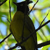 Black-crested Bulbul