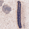 Eastern Tent Worm