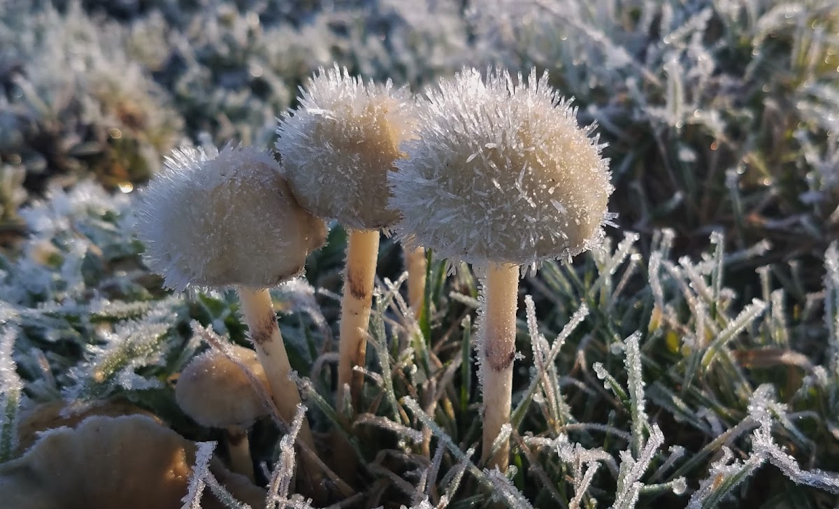 Frosty mushrooms