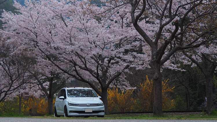 ゴルフトゥーランのingo noak tuning・トゥーラン・広島・桜コラボ・春に関するカスタム事例の投稿画像1枚目