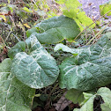 Burdock