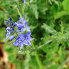 Austrian Speedwell