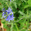 Austrian Speedwell