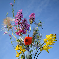 fiori estivi di 