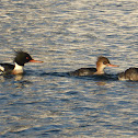 Red-breasted Merganser