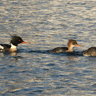 Red-breasted Merganser