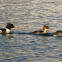 Red-breasted Merganser