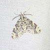 Geometrid Moth