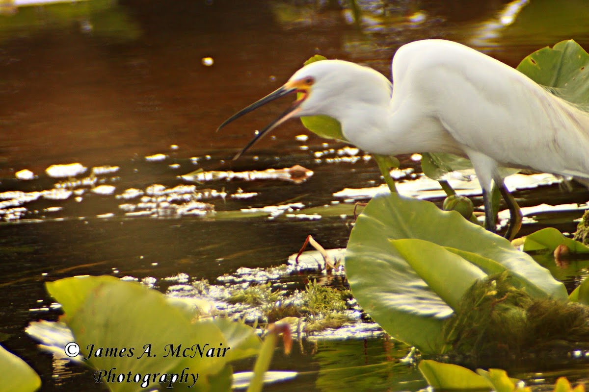 Snowy Egret