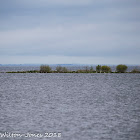 Lesser Black-backed Gull