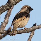 House Sparrow