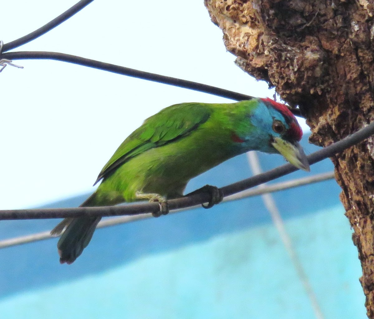 Blue-throated Barbet