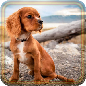 Download Puppy Songs For PC Windows and Mac