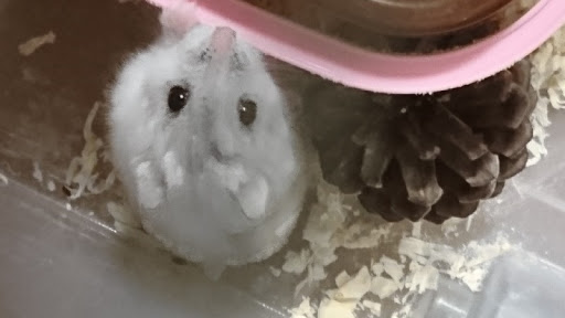 ハムスター🐹