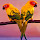 Cute Birds HD Wallpapers New Tab