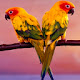 Cute Birds HD Wallpapers New Tab