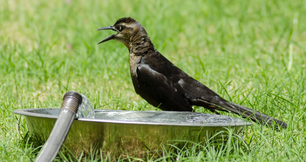 The Common Grackle