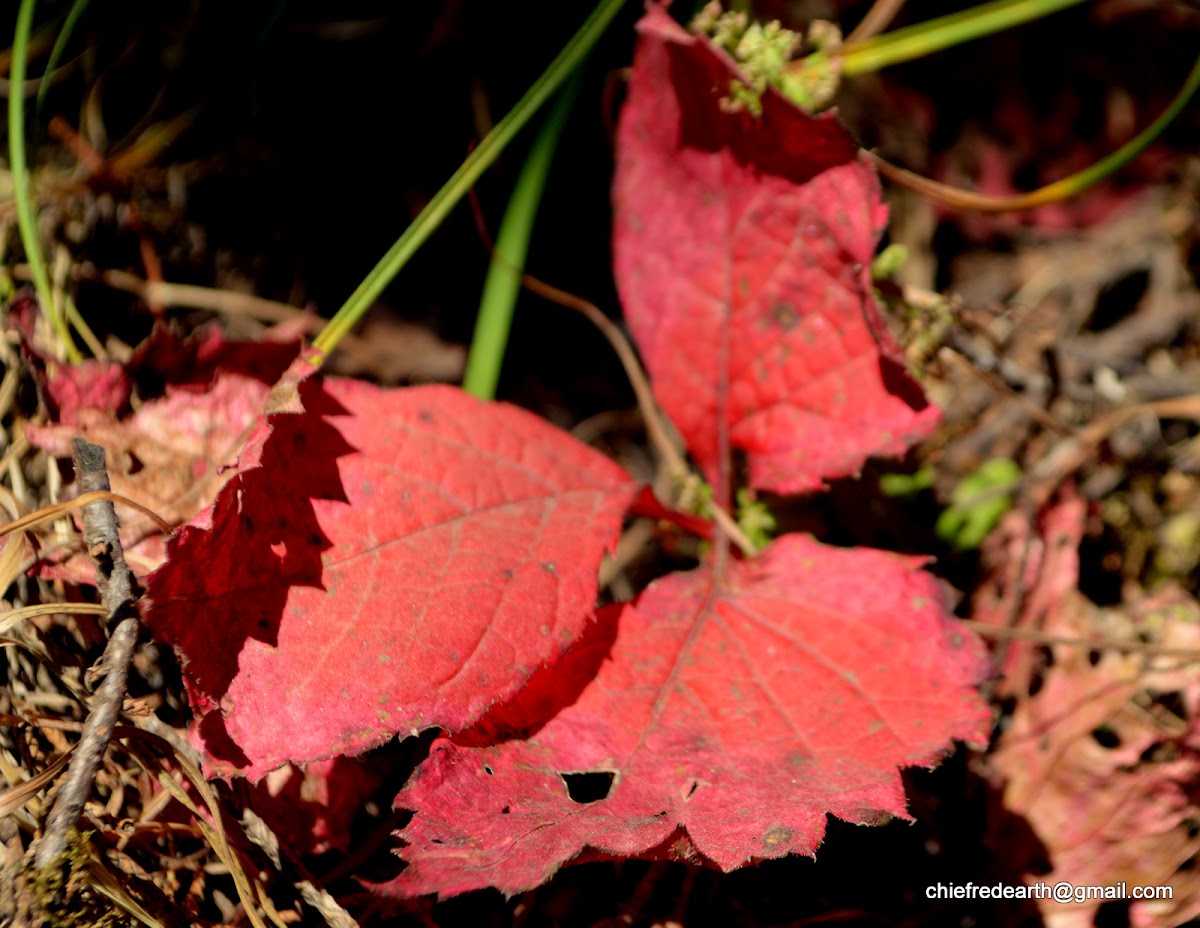 red vine