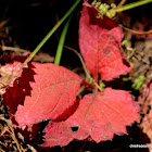 red vine