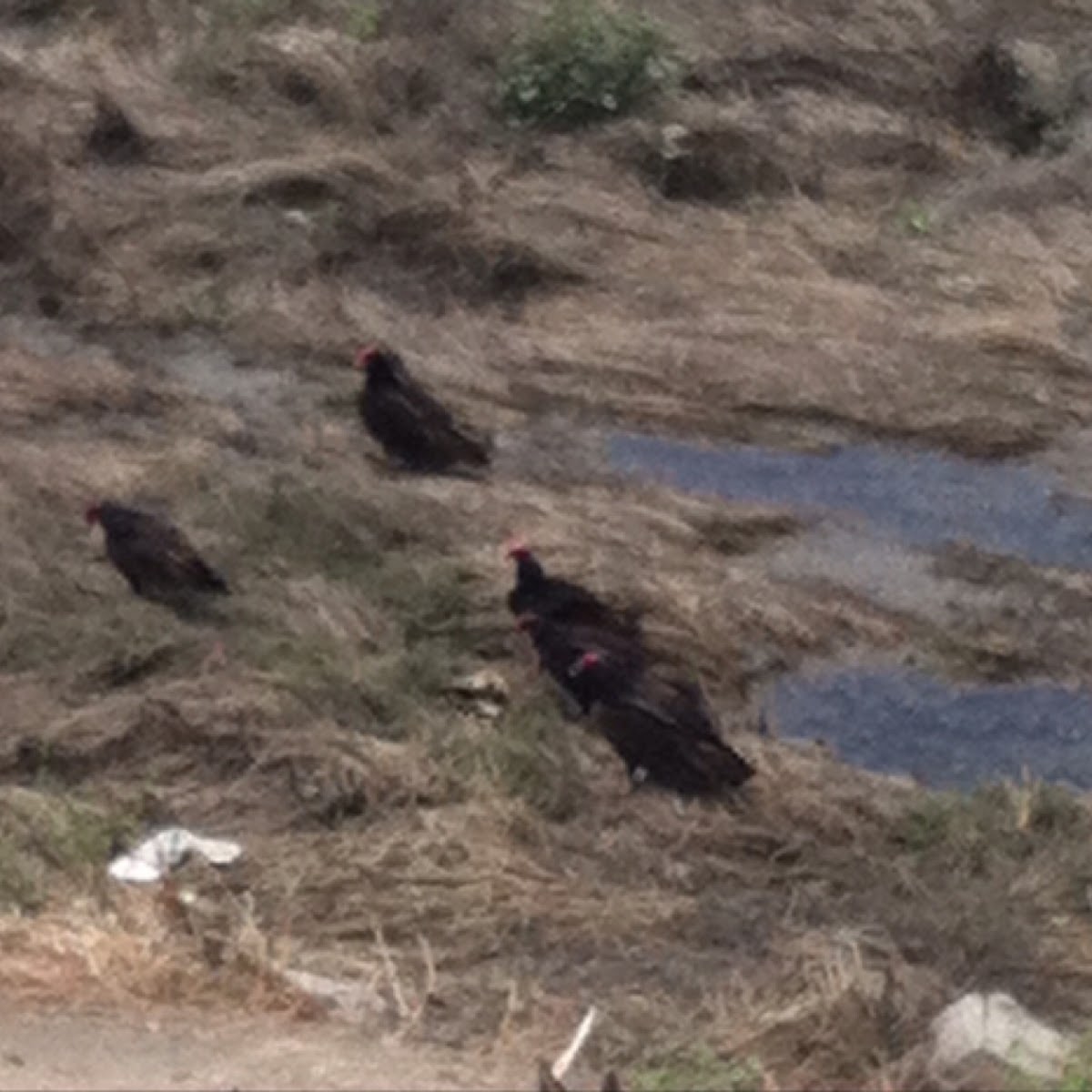 Turkey vultures