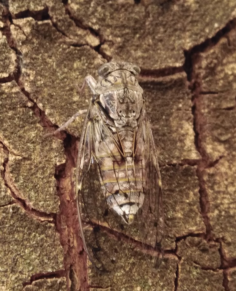 European Cicada