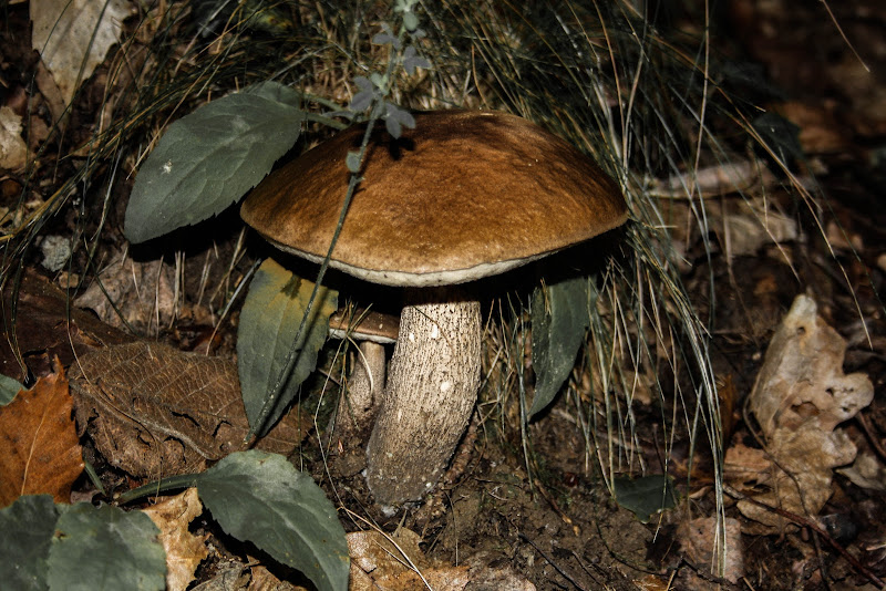 Sottobosco... di dottorleoni