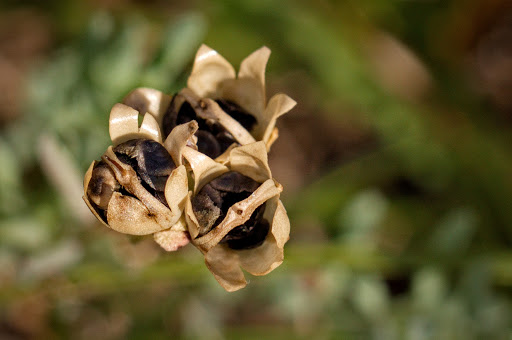 Linaria polygalifolia