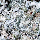 Shield lichen