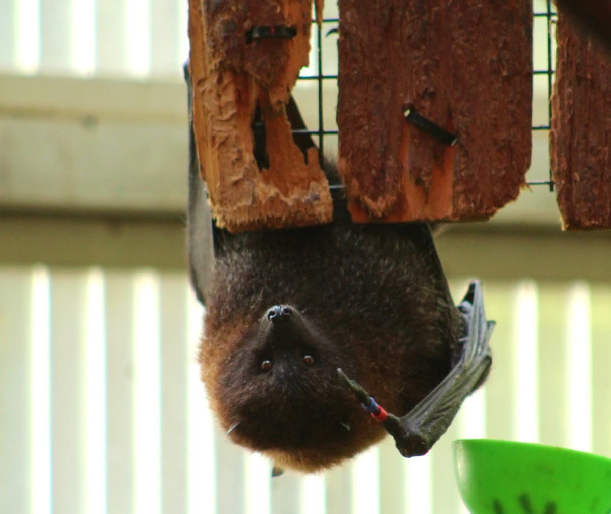 Rodrigues fruit bat (Captive)