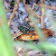 Southern Cricket Frog