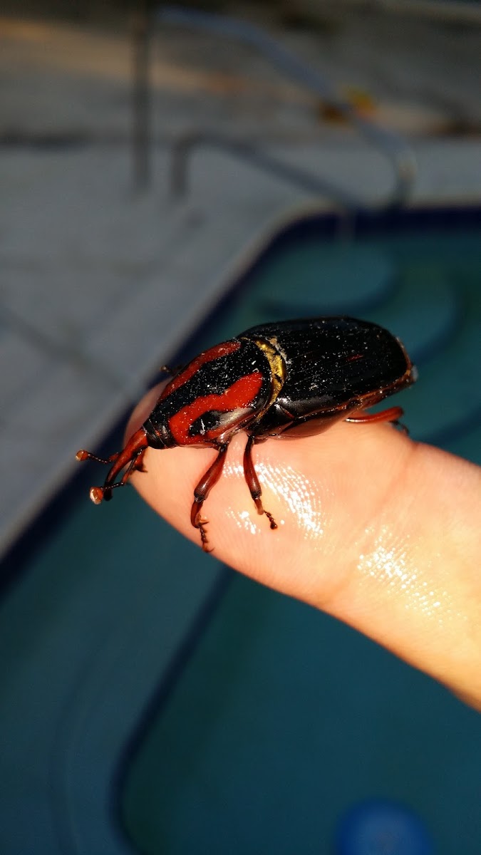 Acorn Weevil