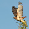 Red-tailed Hawk