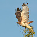 Red-tailed Hawk