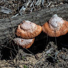 Southern Cinnabar Polypore