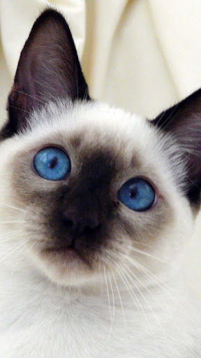 Screenshot Siamese Cat