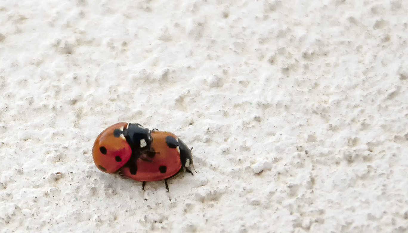 Love is in the air di Domenico del Rosso