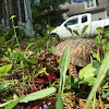 Eastern Box Turtle