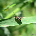 Malachite beetle