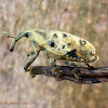 Ileomus Weevil