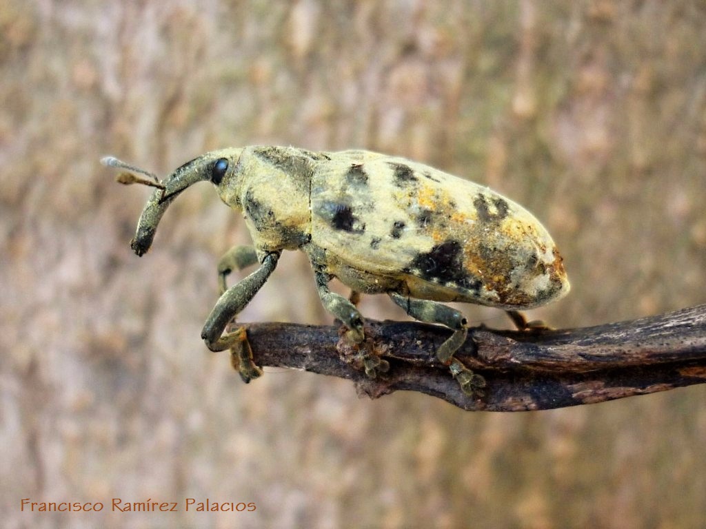 Ileomus Weevil