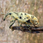 Ileomus Weevil