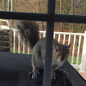 Eastern Gray Squirrel