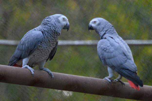 African grey parrots, pictured in this file photo, fetch high prices