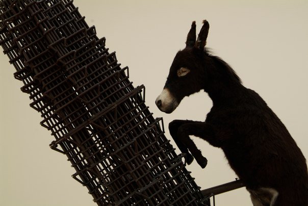 Climbing Donkey di paolo_calbi