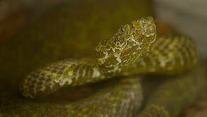 Great Snakes! thumbnail