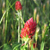 Crimson Clover