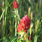 Crimson Clover