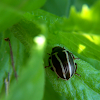 Ragweed Leaf Beetle